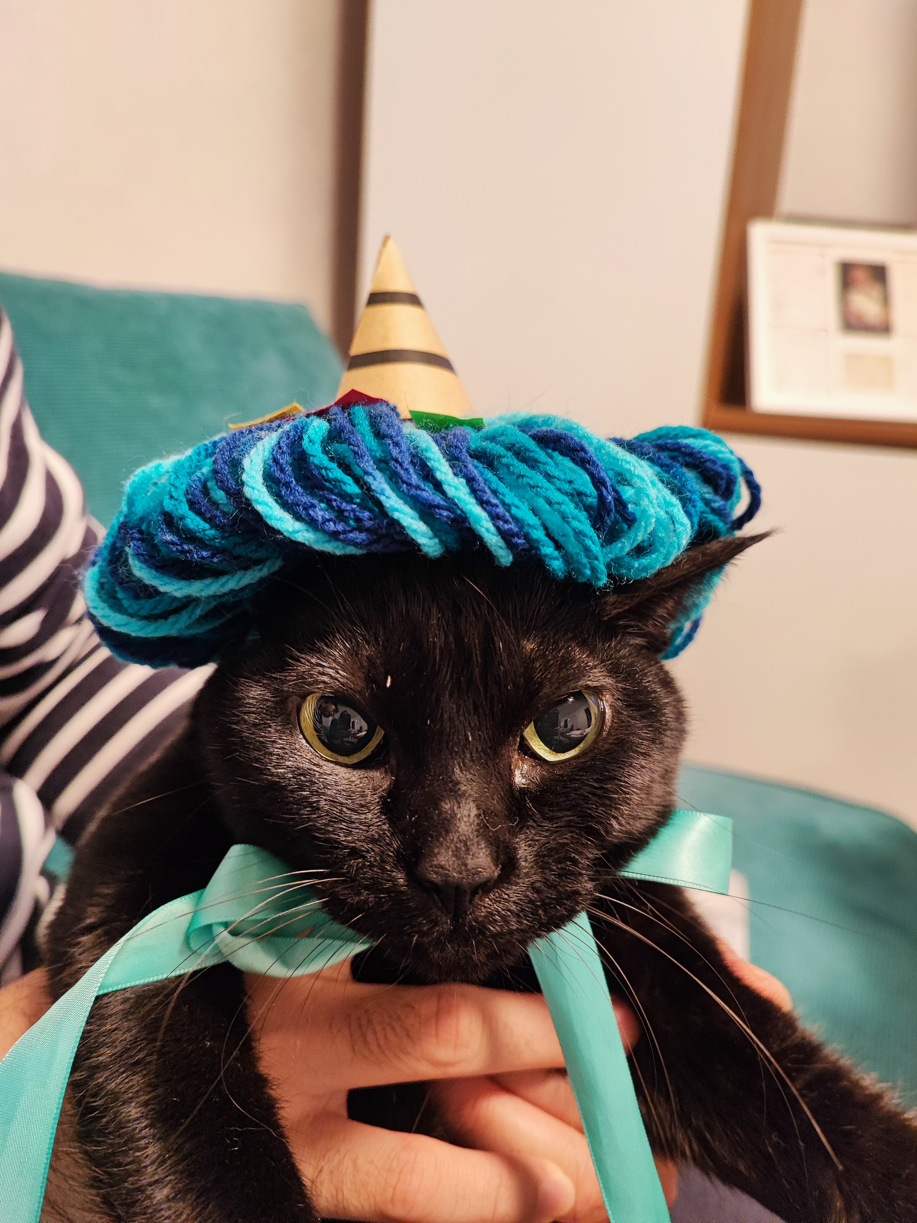 帽子をかぶった黒猫